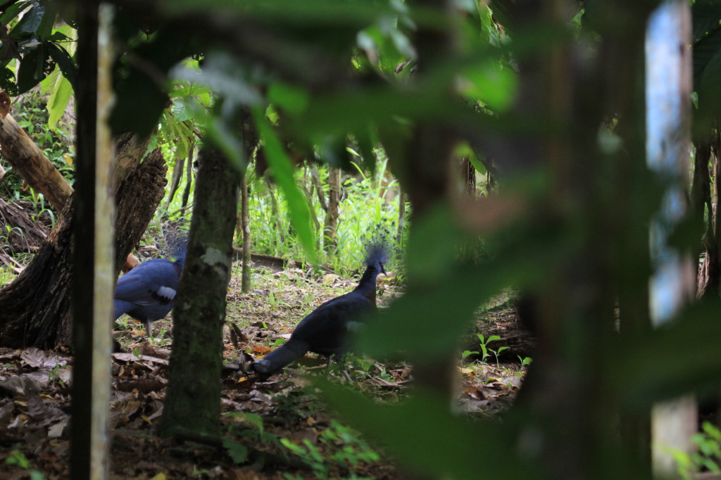 Victoria Crowned Pigeon, Nimbokrang