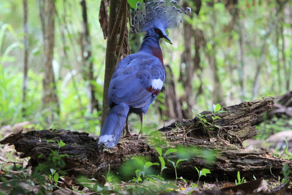 Victoria Crowned Pigeon, Nimbokrang