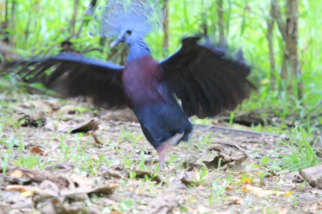 Victoria Crowned Pigeon, Nimbokrang