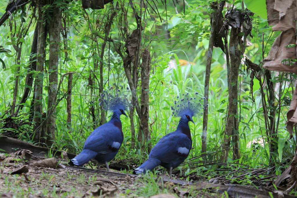 Victoria Crowned Pigeons, Nimbokrang