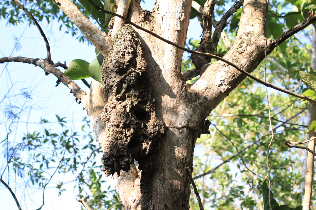 Buff-faced Pygmy Parrot Nest, Nimbokrang