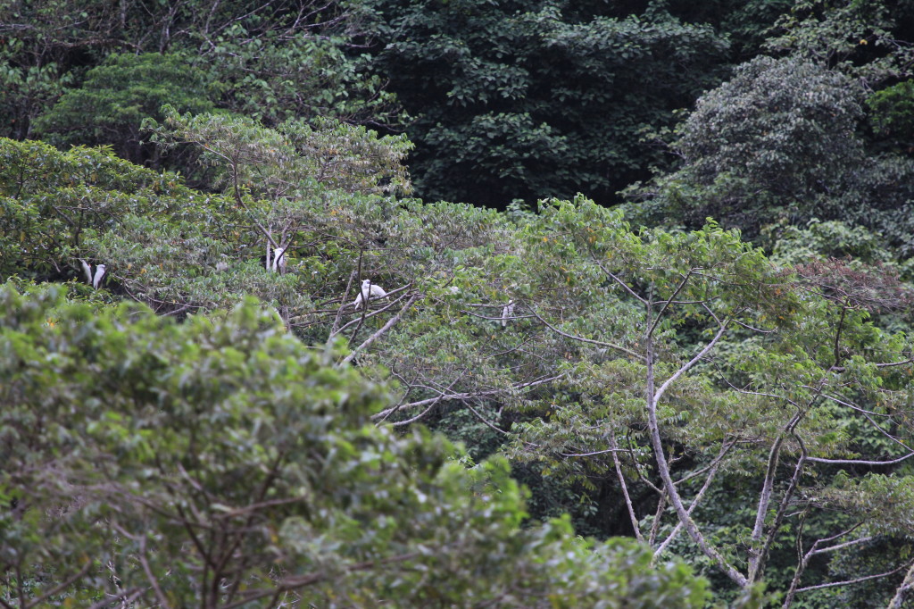 Sulphur-crested Cockatoos (Triton subspecies)