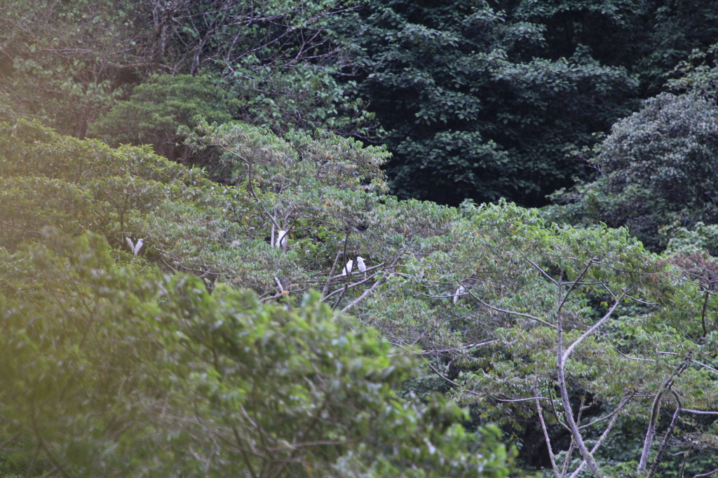 Sulphur-crested Cockatoos (Triton subspecies)