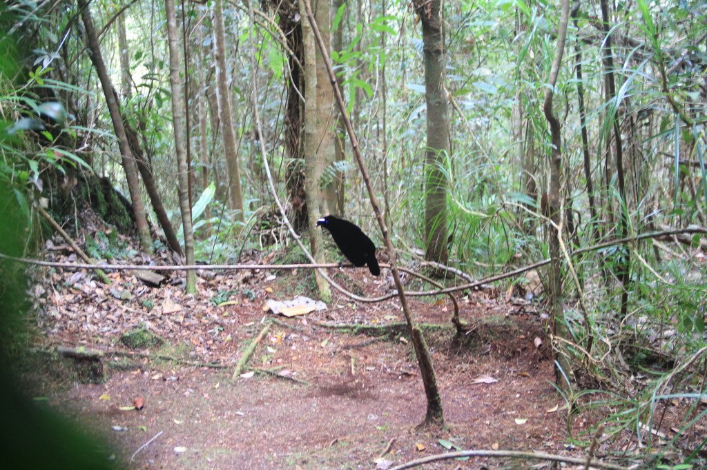 Western Parotia calling for females so he can dance for them