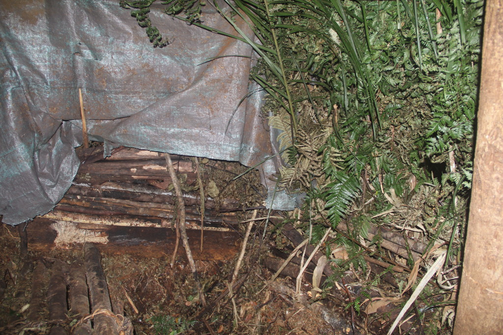 Western Parotia hide