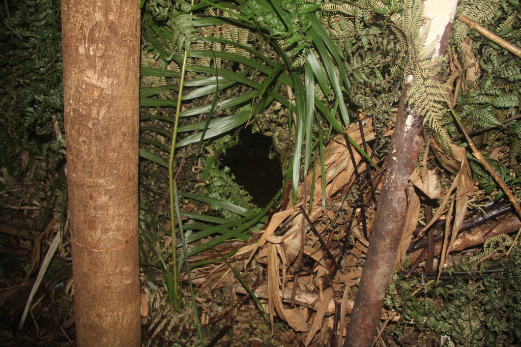 Peek through this hole at the Western Parotia