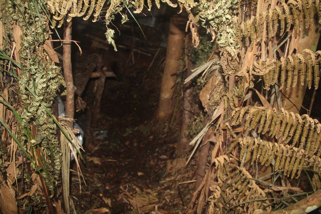 Western Parotia hide