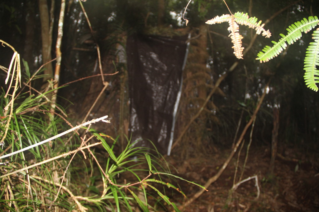 Western Parotia hide