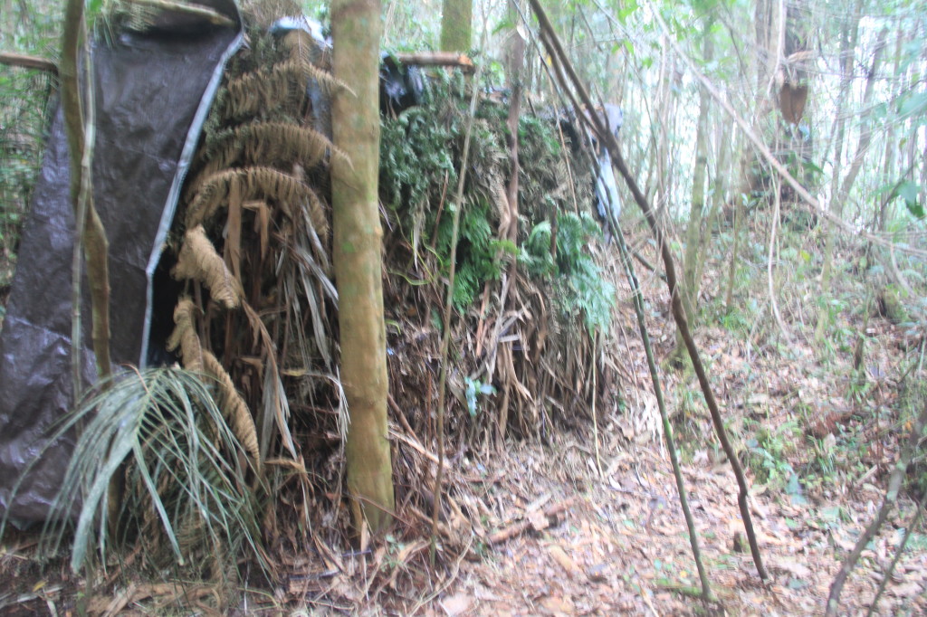 Western Parotia hide-from the bird's side