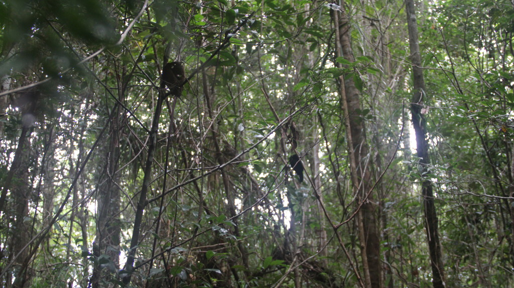 Western Parotias gather in the trees at dawn