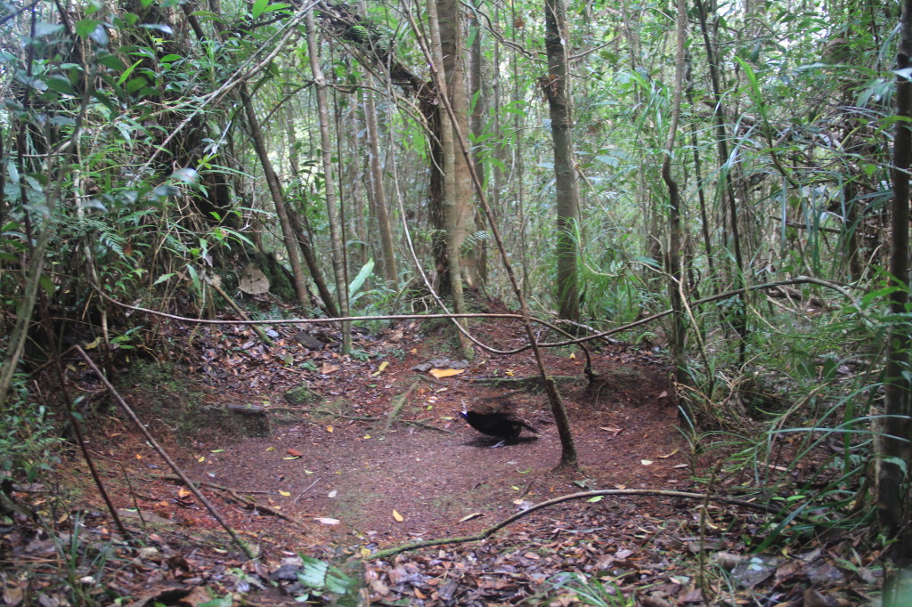 Western Parotia sees females overhead and prepares to dance