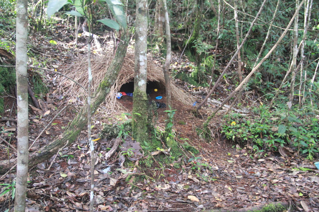 Vogelkop Bowerbird's Bower at Arfak