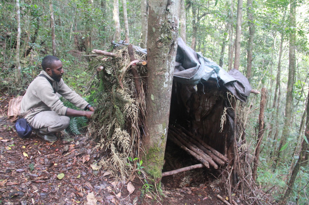 Bowerbird hide