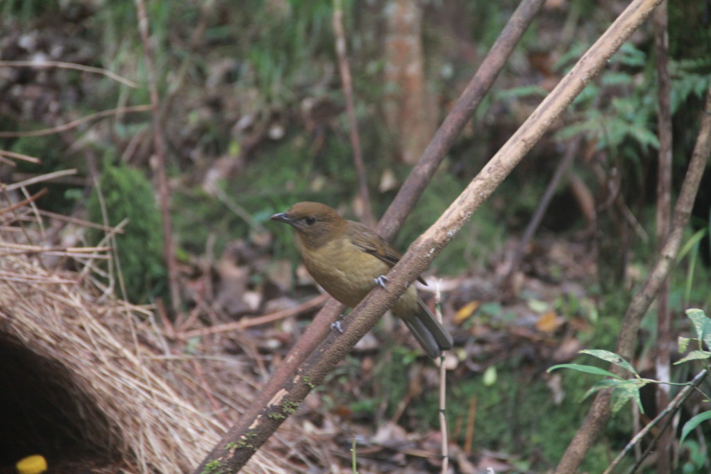 Vogelkop Bowerbird arrives and is not happy his decor has been messed up.