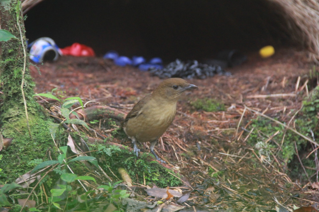 OK lady Bowerbirds, come and check out my awesome bower!