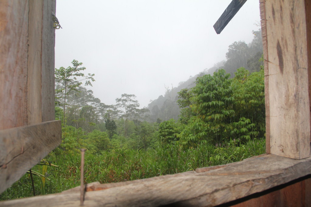 Room with a view, you can see birds flying around these trees