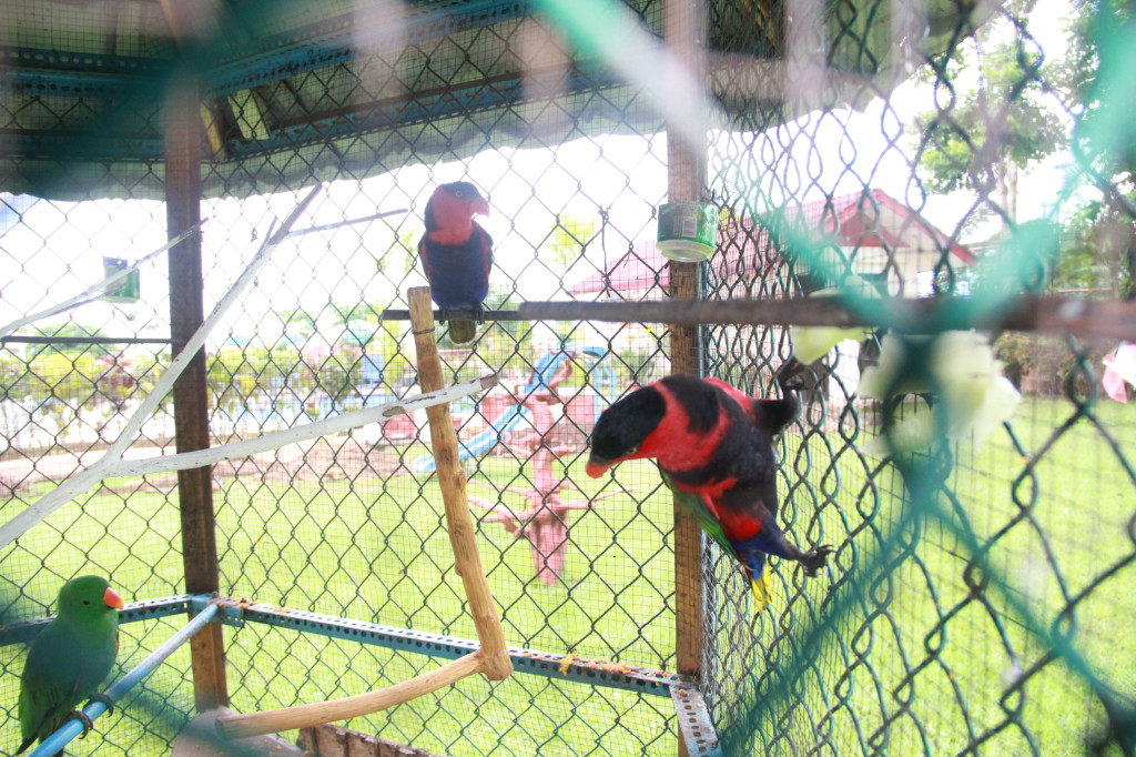 Eclectus and Black-capped Lories in the aviary
