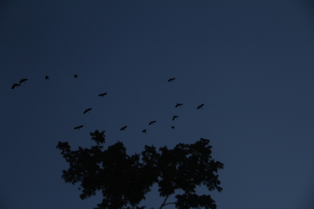 A flock of Blyth's Hornbill fly overhead at dawn