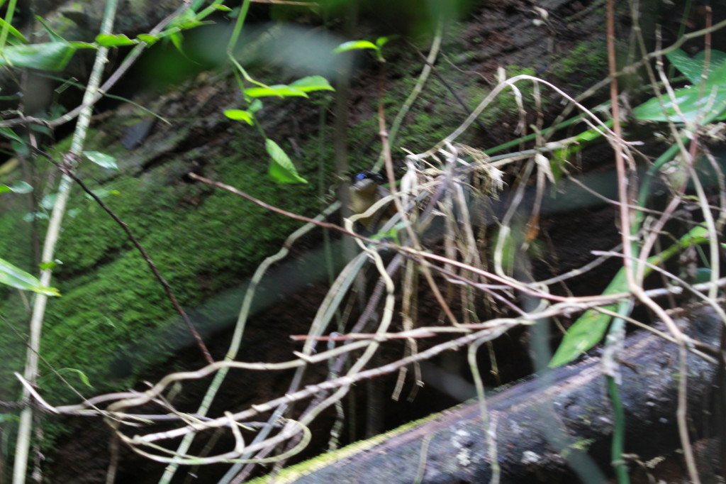 Wilson's Bird-of-paradise, Cicinnurus respublica