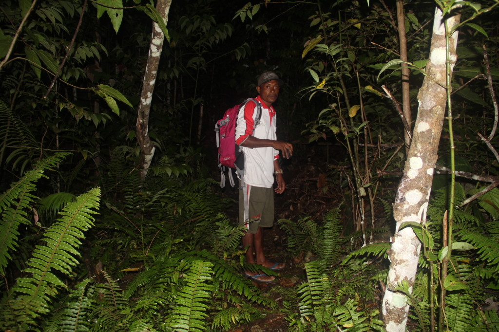 Walking through unspoiled rainforest to the Wilson BOP display grounds