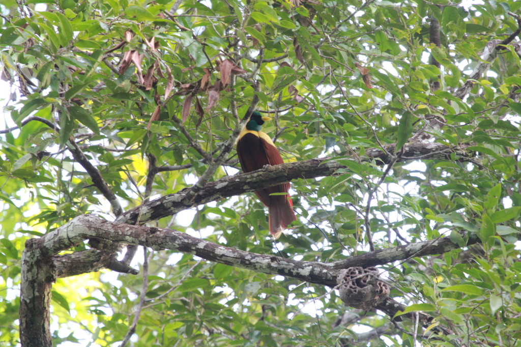 Red Bird of Paradise (Paradisaea rubra), Waigeo