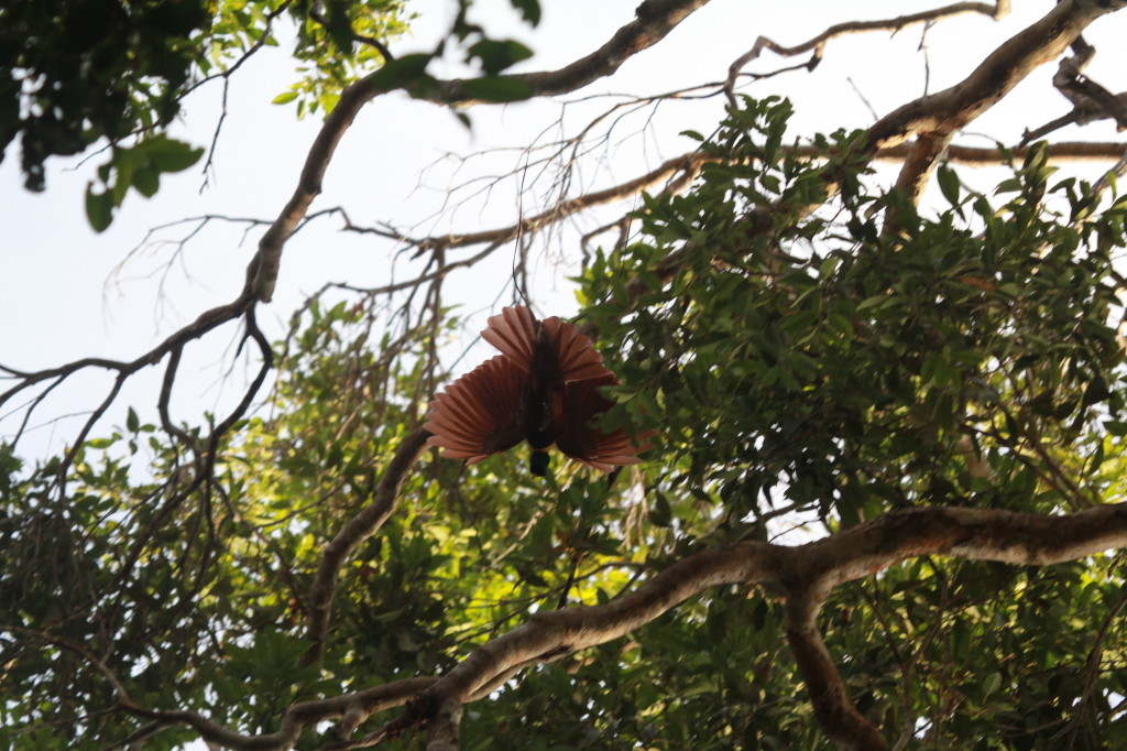 Red Bird of Paradise (Paradisaea rubra), Waigeo- dancing in the trees