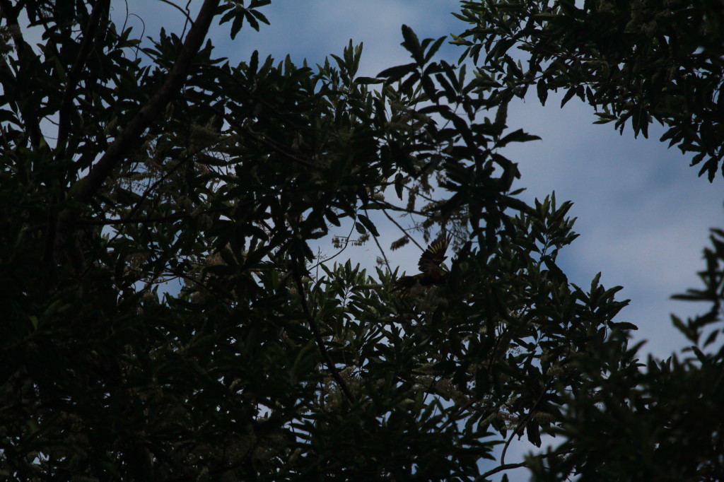 Find the hidden Rainbow Lorikeet (he has his wing up)