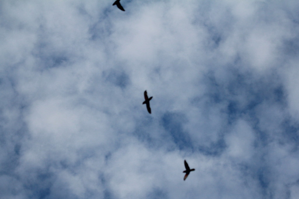 Too dark to see what kind of lorikeets these are