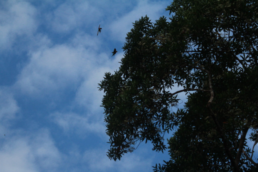 Rainbow Lorikeets