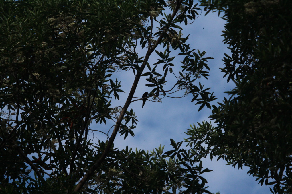 Lorikeet in silhouette