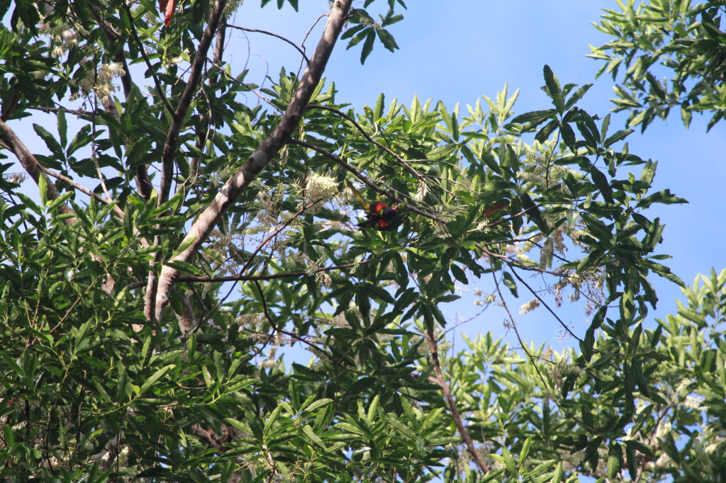 Rainbow Lorikeets mating