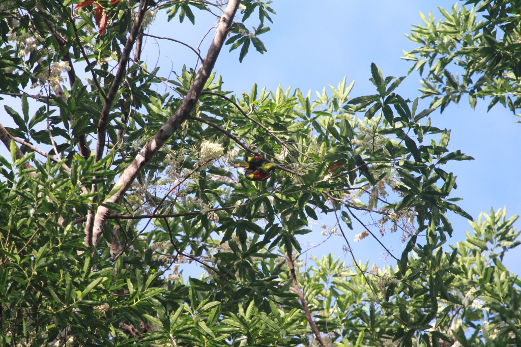 Rainbow Lorikeets mating