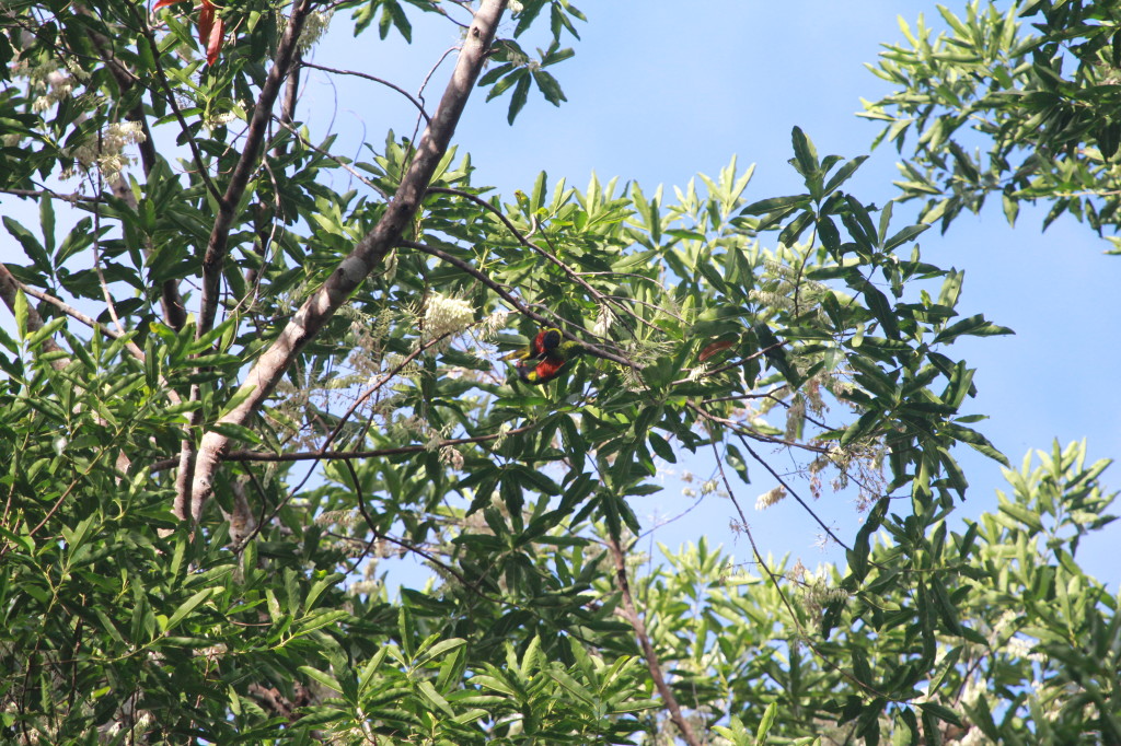 Rainbow Lorikeets mating