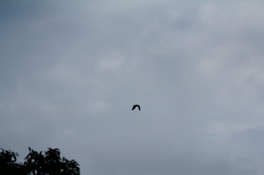 Male Eclectus in flight