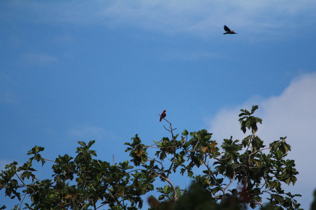 Female Eclectus perching pretty, not sure about the bird flying overhead