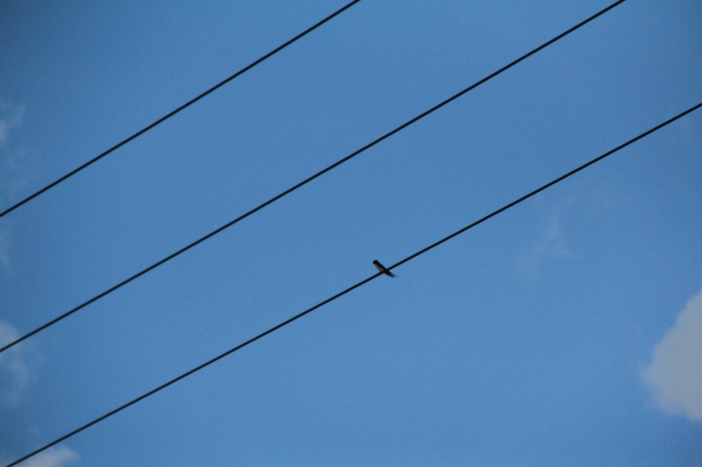 Barn Swallow