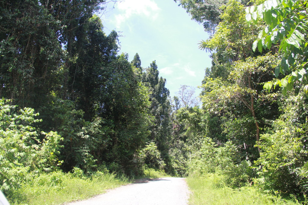 Lowland forest of Hutan Lindung