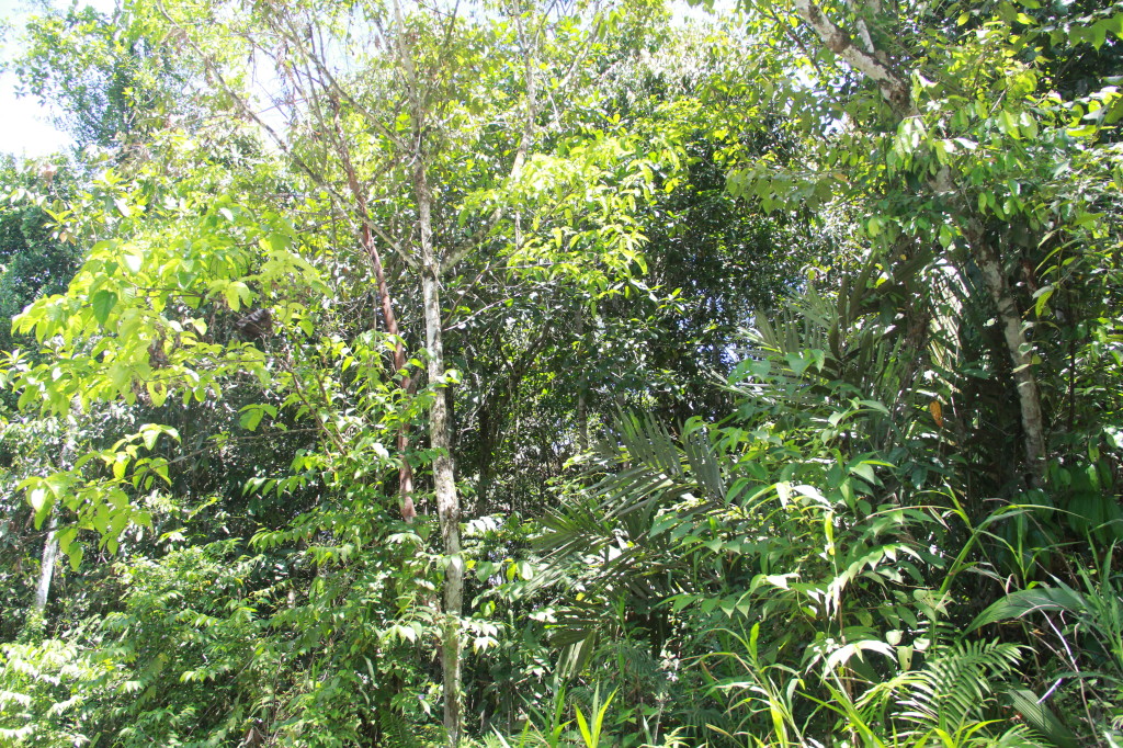 Trees where we heard the Yellow-capped Pygmy Parrots