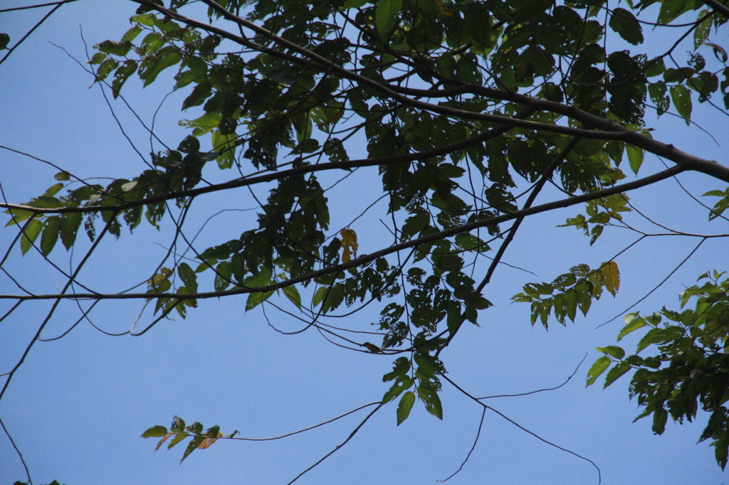 Tiny bird on branch near the bottom