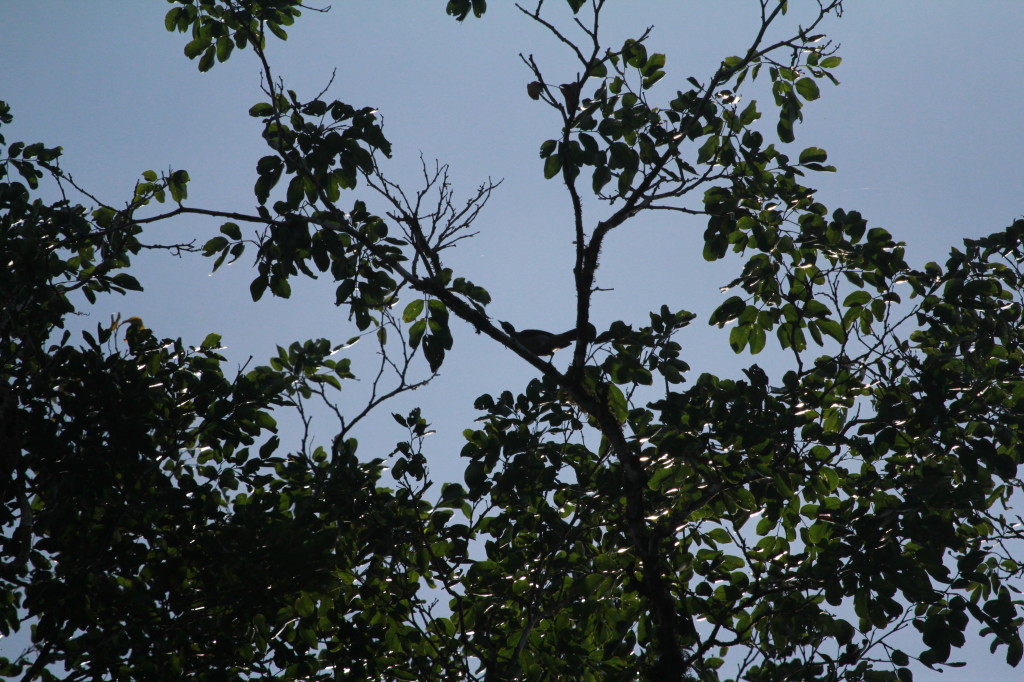 Silhouetted bird in tree, anyone know what it is?