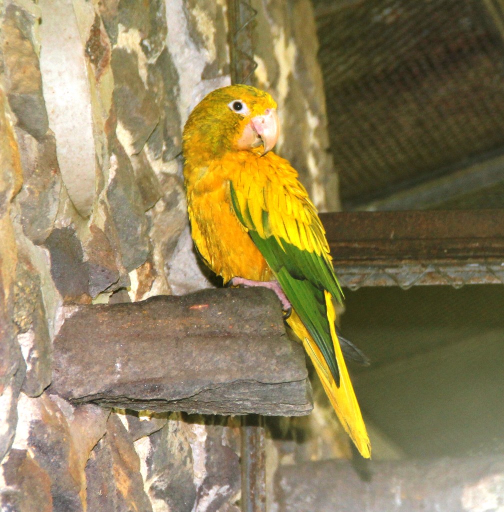 Juvenile Golden Conure at the Emilio Goeldi Zoo in Belem