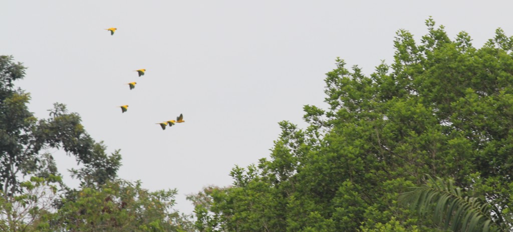 Flock of wild Golden Conures in Amazonia National Park