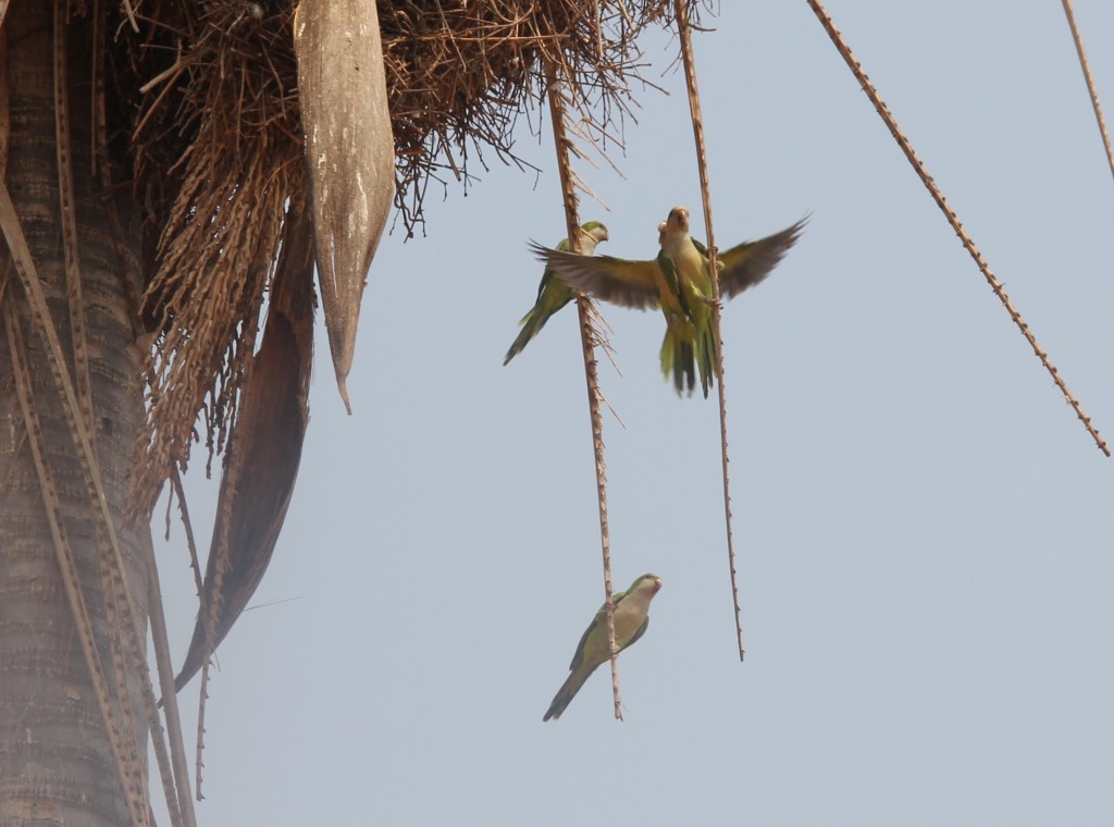 Quaker Parrots building a nest in the Pantanal, Brazil