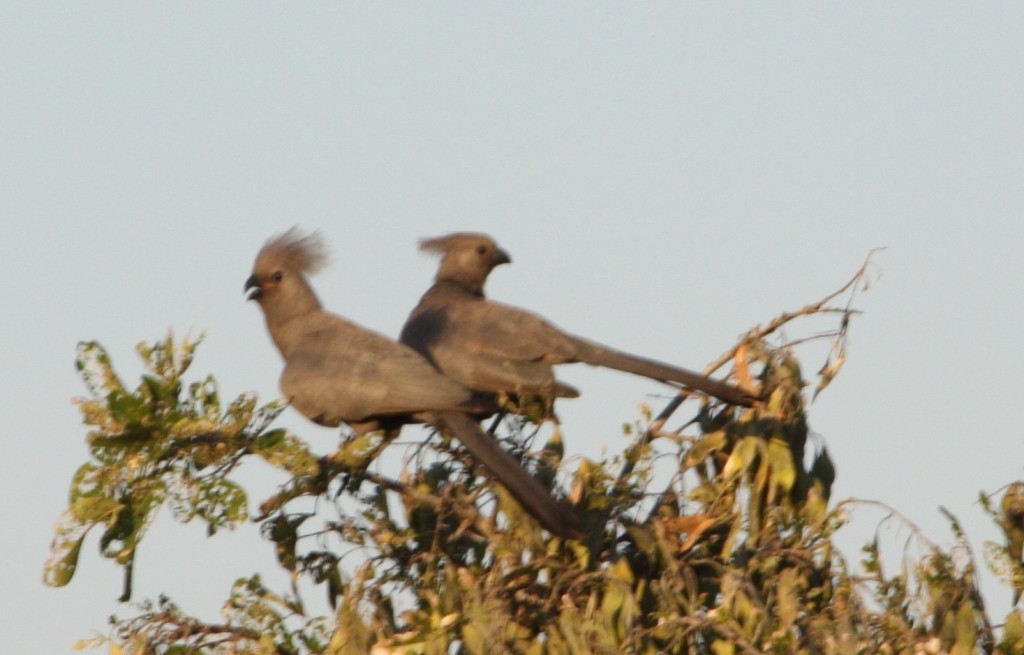 Mousebirds froom Kruger Park