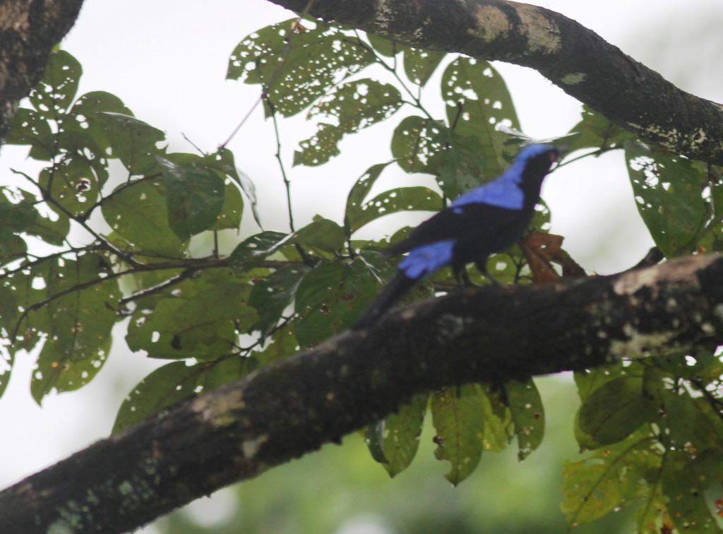 Thattekad Asian Fairy-bluebird3