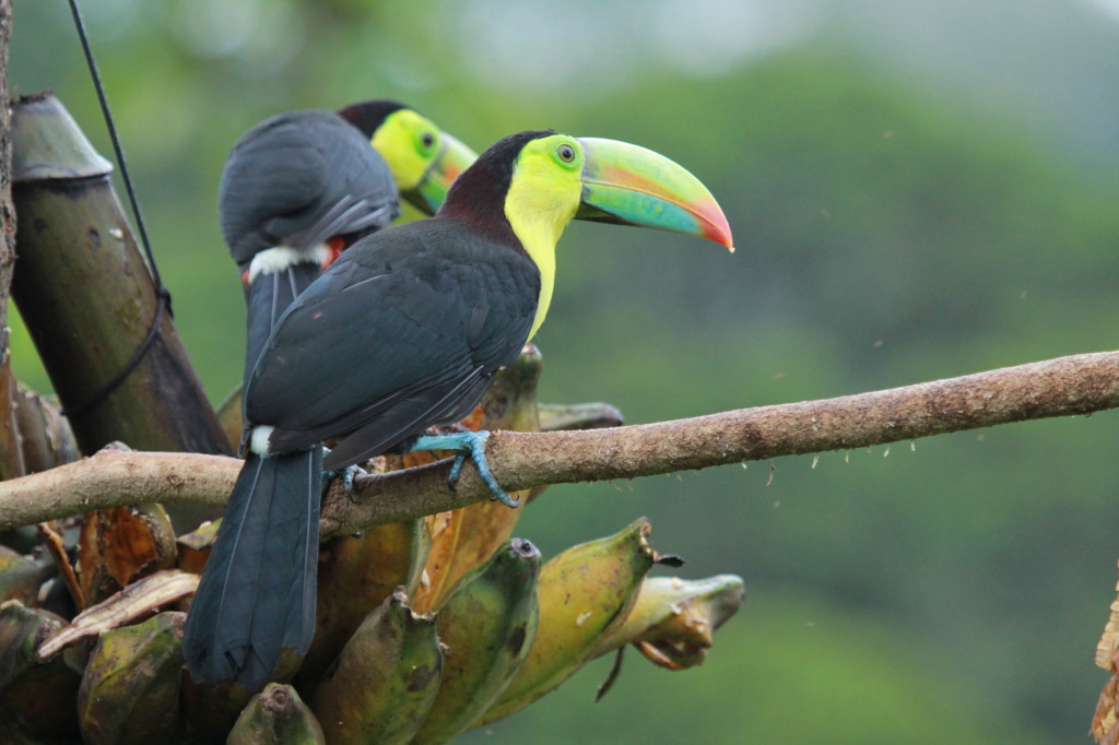 Keel-billed Toucans