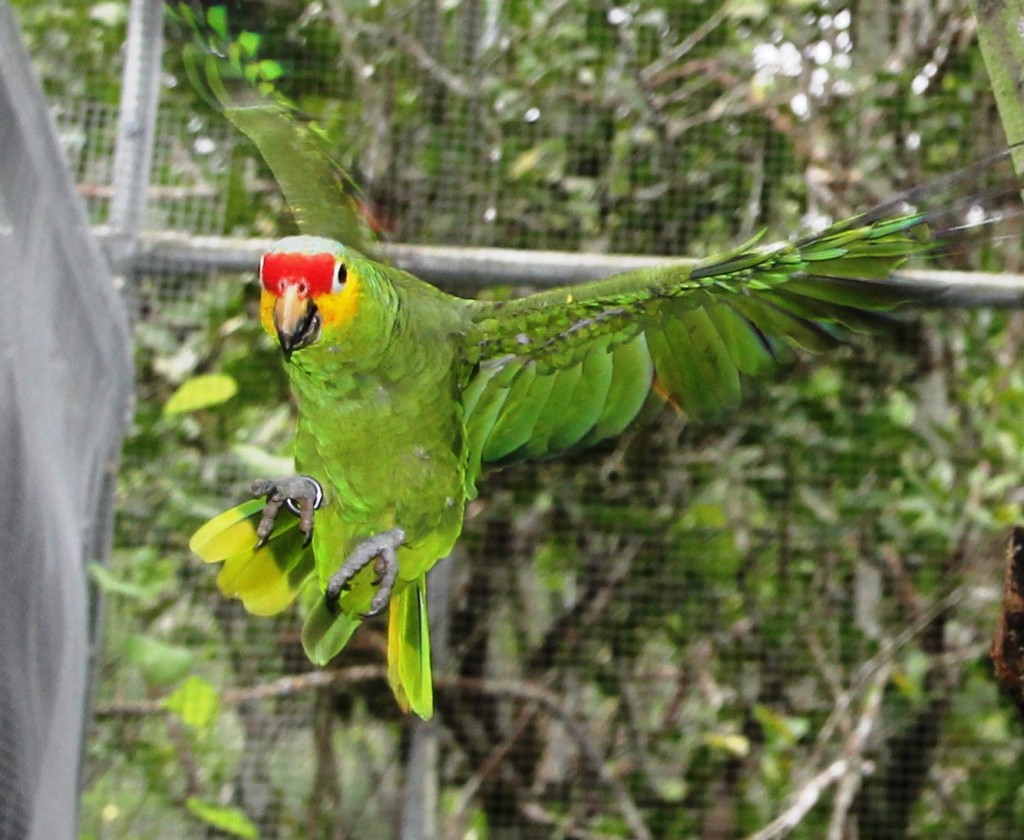 Red-lored Amazon or Red-lored Parrot (Amazona autumnalis)  