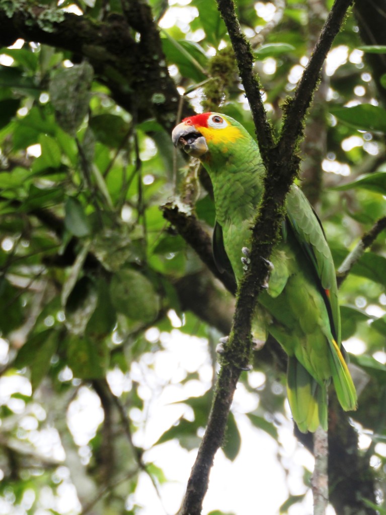 Red-lored Amazon or Red-lored Parrot (Amazona autumnalis)  