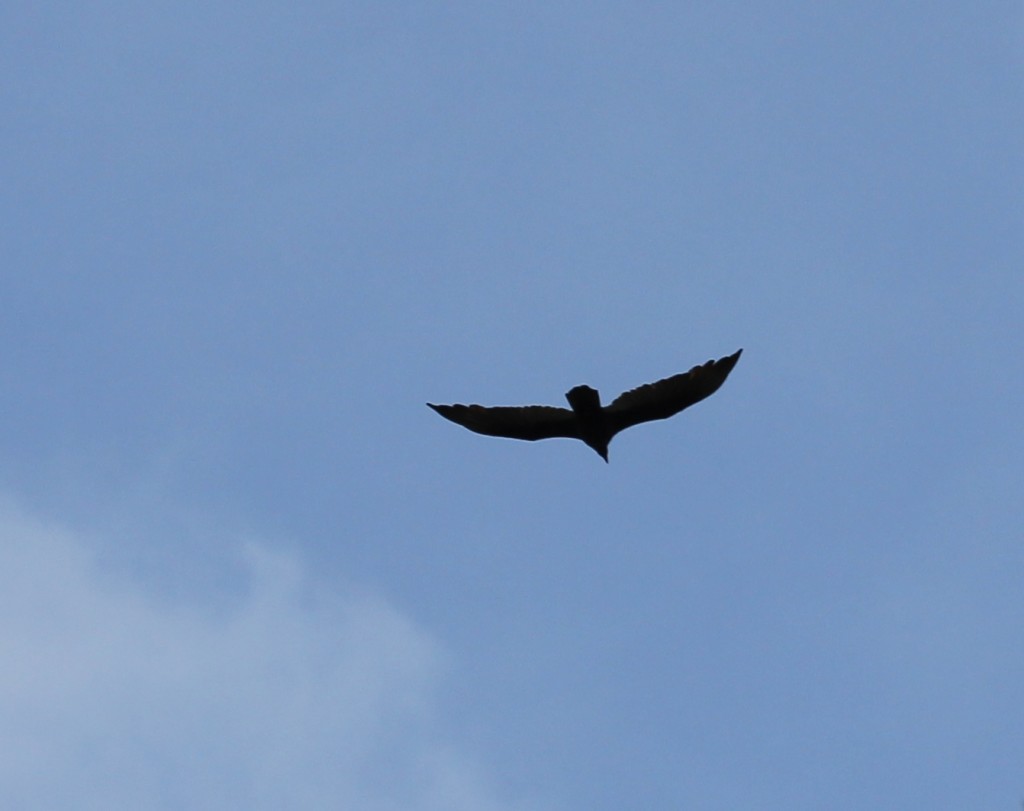 IMG_9509a