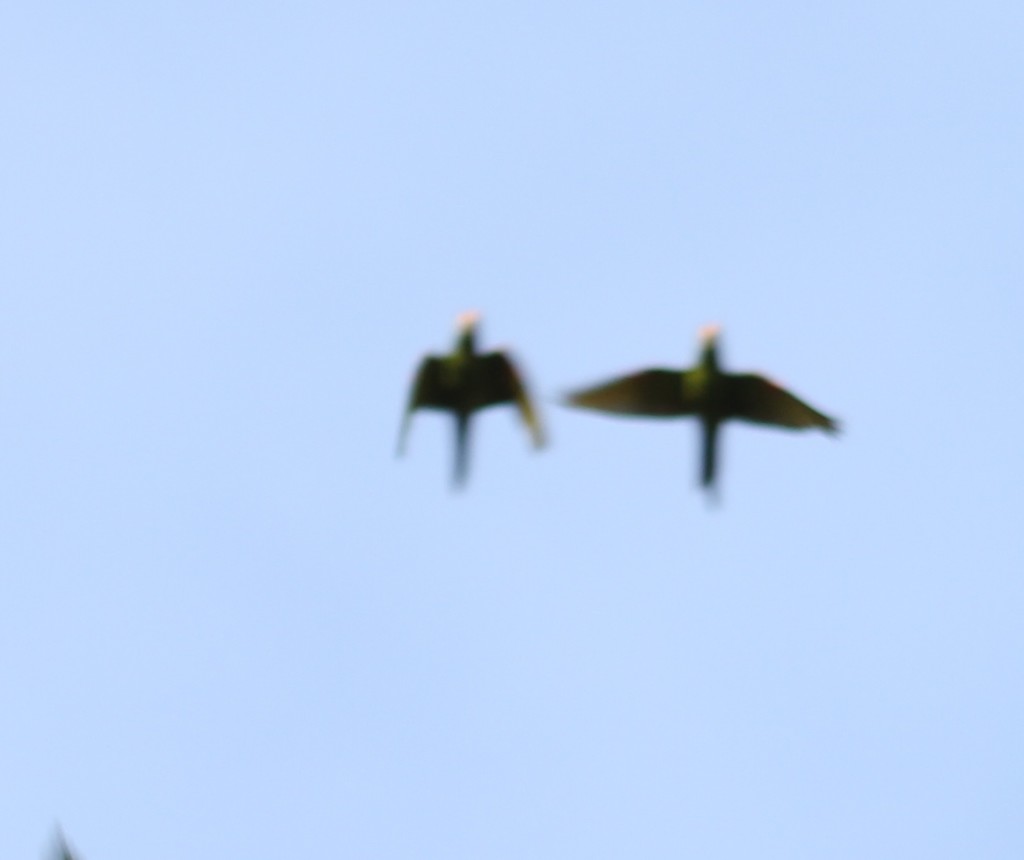 Great Green Macaws